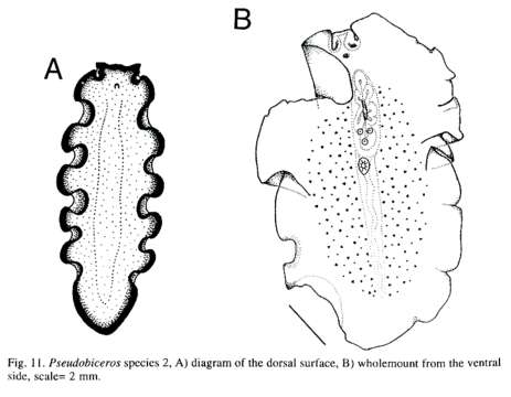 Image of <i>Pseudobiceros</i>