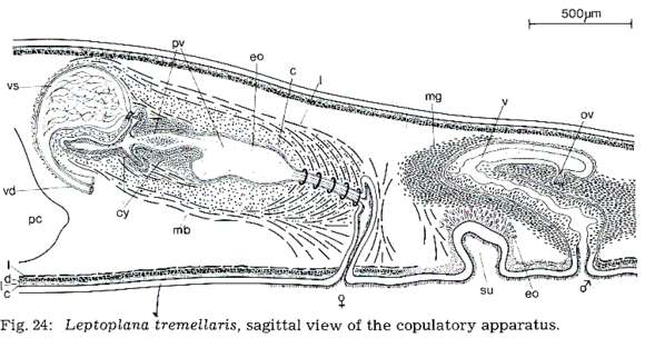 Image of Leptoplanidae