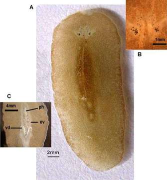 Image of Leptoplanidae