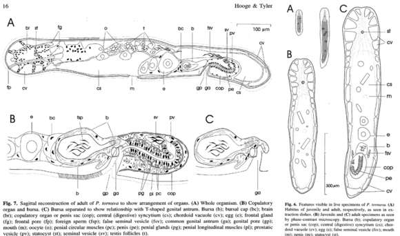 Image of Praeconvoluta