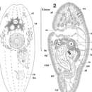 Imagem de Notocelis maculata (Karling, Mack-Fira & Dörjes 1972)