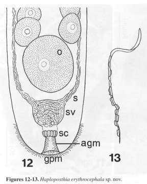 Image of Proporidae