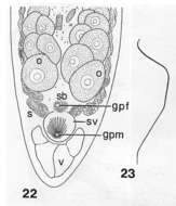 Image of Eumecynostomum