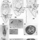 Image of Notocelis rubidocula Kozloff 2000