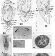 Image of Notocelis