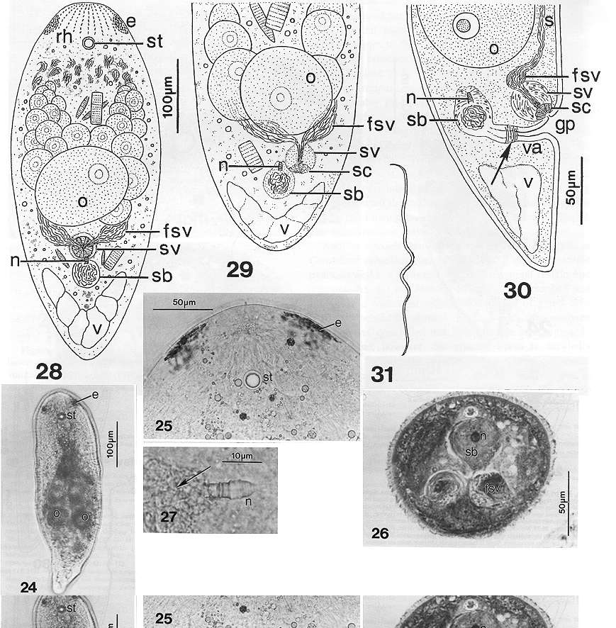 Image of Notocelis