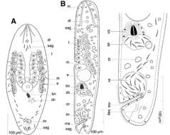 Image of Antrosagittifera