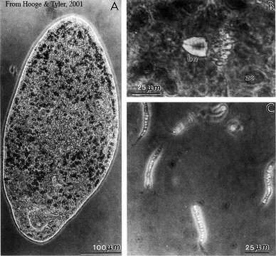 Image of Antrosagittifera