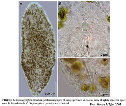 Image of Antrosagittifera