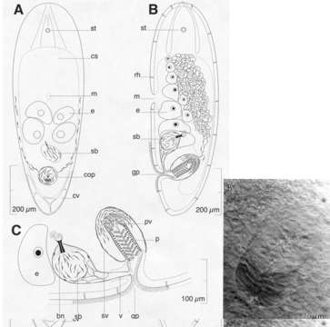 Image of Isodiametra hortulus (Hooge & Tyler 2003)