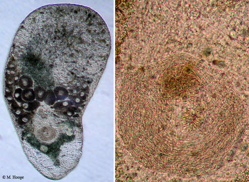 Image of Isodiametra hortulus (Hooge & Tyler 2003)