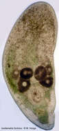 Image of Isodiametra hortulus (Hooge & Tyler 2003)