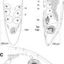 Image of Isodiametra karpredi (Hooge & Tyler 2003)