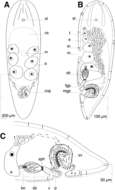 Image of Isodiametra karpredi (Hooge & Tyler 2003)