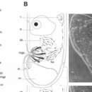 Image de Eumecynostomum asterium Hooge & Tyler 2003