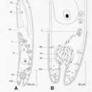 Image of Haploposthia vandula Hooge & Tyler 2001