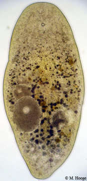 Image of Proporidae