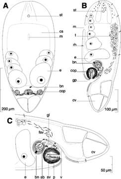 Image of Otocelis