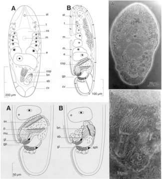 Image of Philocelis