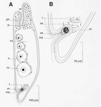 Image of Proporus