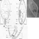 Image of Pseudaphanostoma smithrii Hooge & Tyler 2003