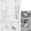 Image of Pseudmecynostomum phoca Hooge & Tyler 2003