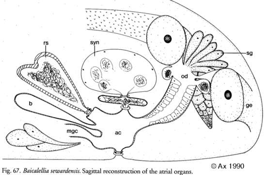 Image of Baicalellia