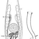 Image of Haloplanella conversa Ehlers & Sopott-Ehlers 1989