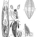 Image of Krumbachia subterranea Reisinger 1933