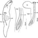 Image of Promesostoma kergroixense Ehlers & Sopott-Ehlers 1989