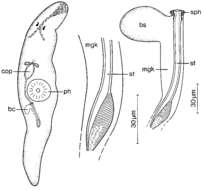 Image of Promesostoma kergroixense Ehlers & Sopott-Ehlers 1989