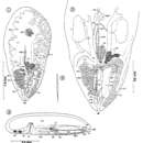 Image of Wahlia pulchella Kozloff & Shinn 1987