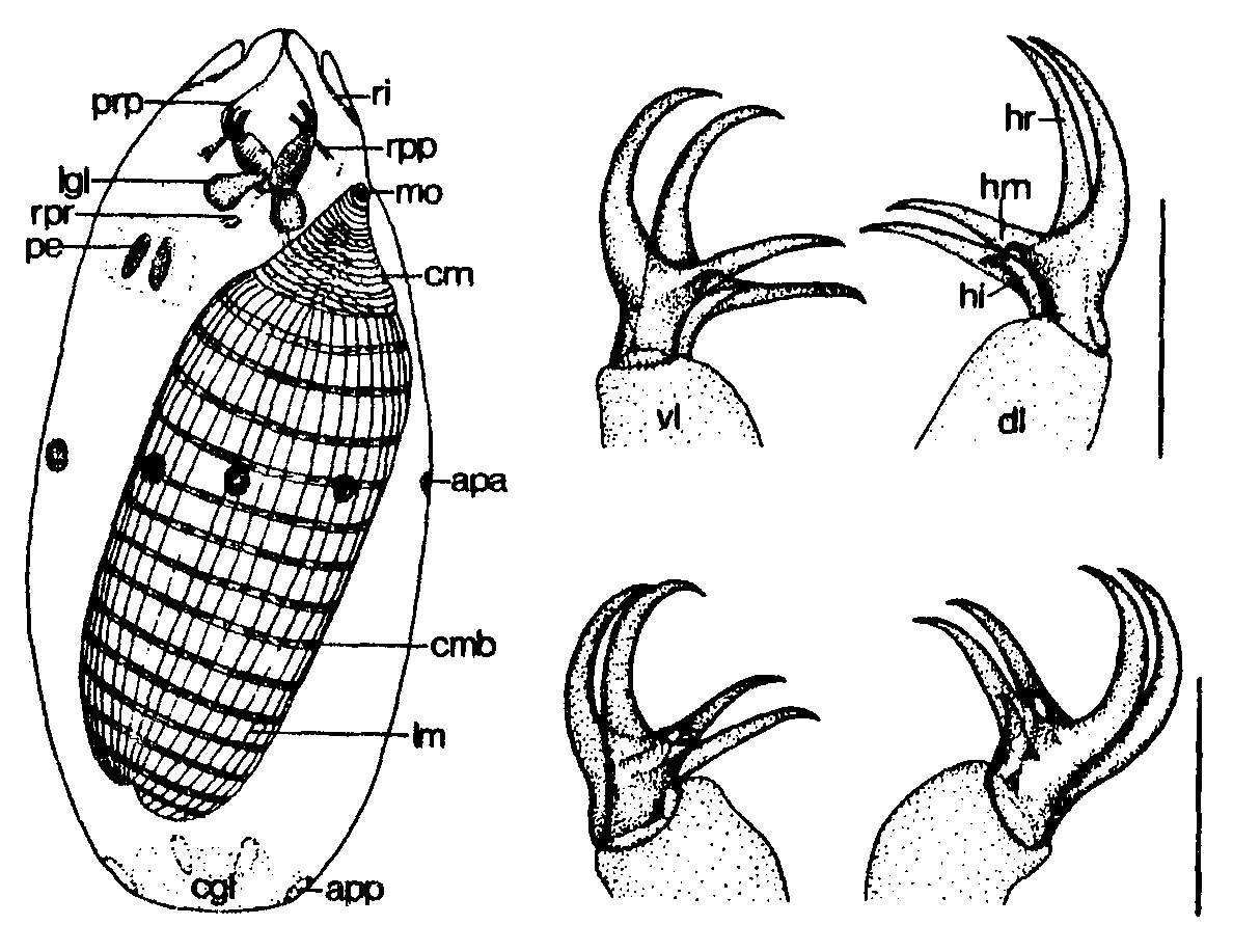 Image of Kalyptorhynchia