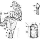 Image of Cheliplana microcirrus Noldt 1989