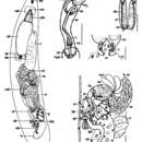 Image of Cheliplana schilkei Noldt 1989