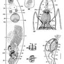 Image of Orbiculorhynchus luebbeni Noldt 1989