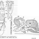 Image de Proschizorhynchella lingulata Karling 1989