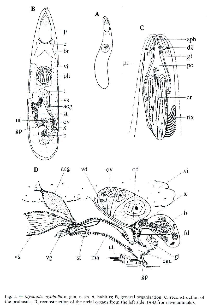Image of Polycystididae
