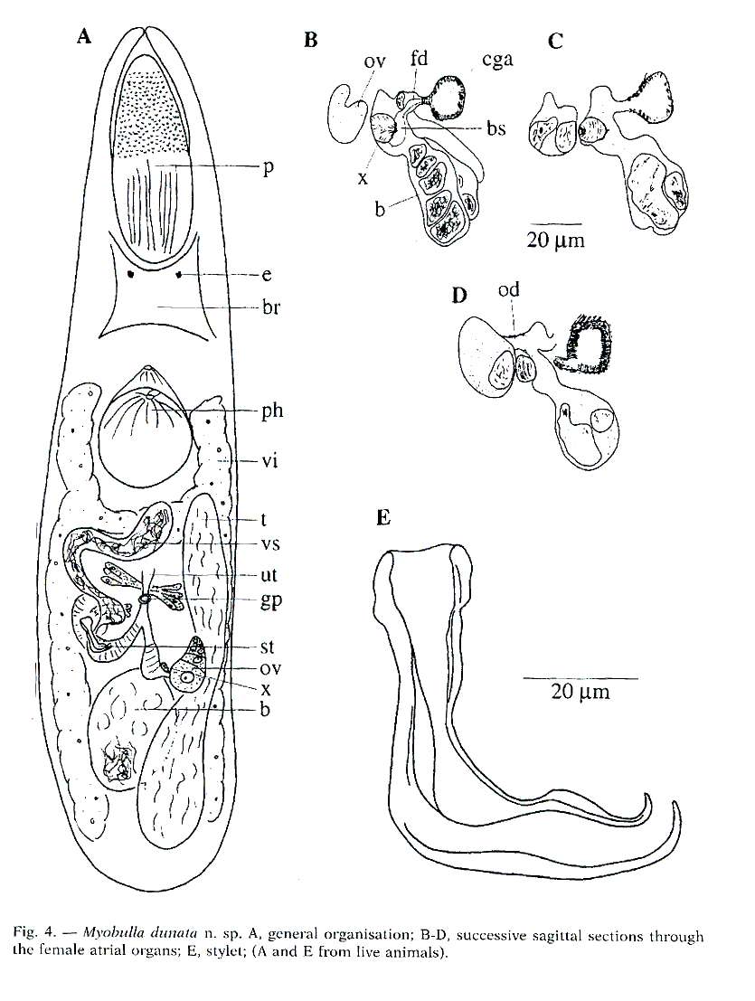 Image of Polycystididae