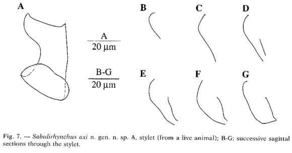 Image of Sabulirhynchus