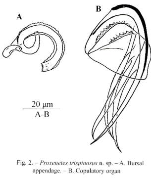 Image of Proxenetes