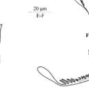 Image of Austrorhynchus antarcticus Artois, Vermin & Schockaert 2000