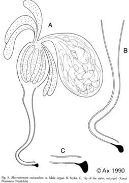 Image of Macrostomum extraculum Ax & Armonies 1990