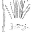 Image of Coelogynopora sewardensis Ax & Armonies 1990