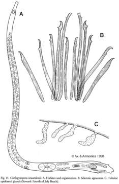 Image of Coelogynoporidae