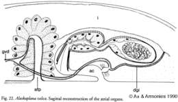 Image of Alaskaplana