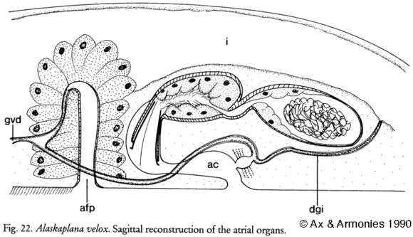 Image of Alaskaplana