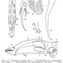 Image of Macrostomum longituba Papi 1953