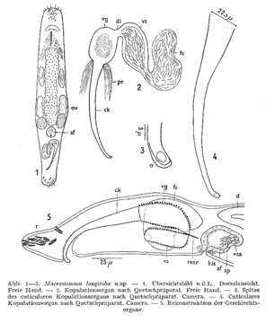 Image of Macrostomum longituba Papi 1953