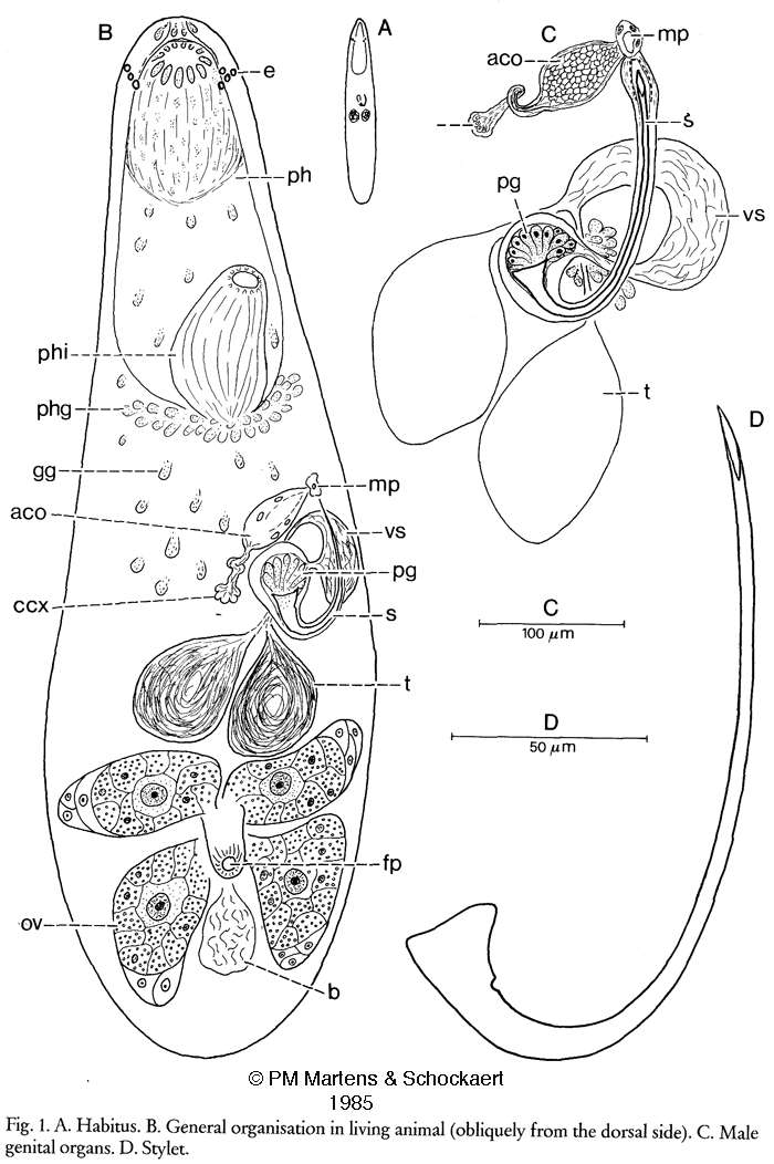 Image of Gnosonesimida